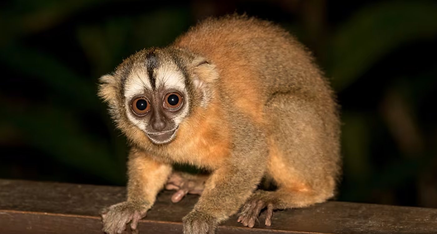 A night monkey crouched on a rail at night, looking back over its shoulder